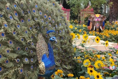 Sunflower Surprise Floral Display GBB