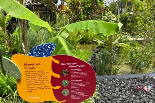 The Carbon Gallery Mangrove Forest