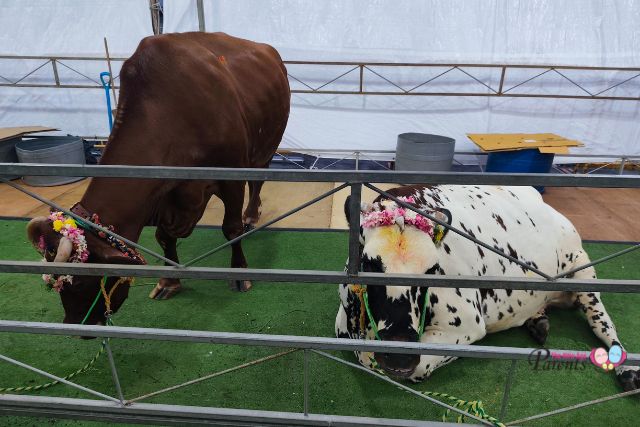 Pongal Open House Live Cattle