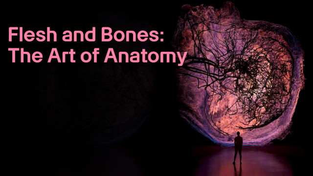 Flesh and Bones The Art of Anatomy