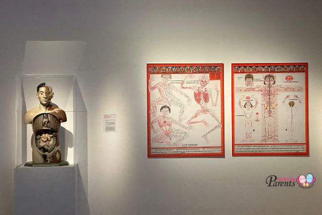 Flesh and Bones human body exhibition