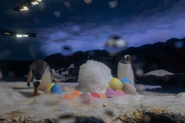 Ocean Network Express Penguin Cove