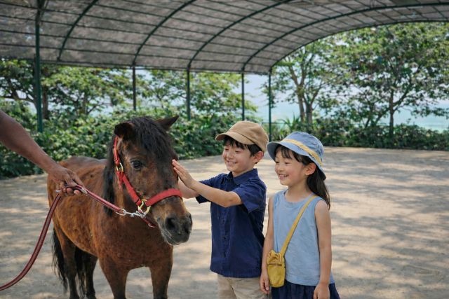 Shangri-La Rasa Sentosa Pony Experience