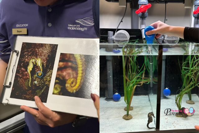 Singapore Oceanarium seahorses