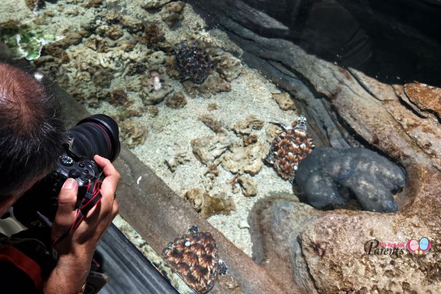 Critically Endangered Hawksbill hatchlings SGO