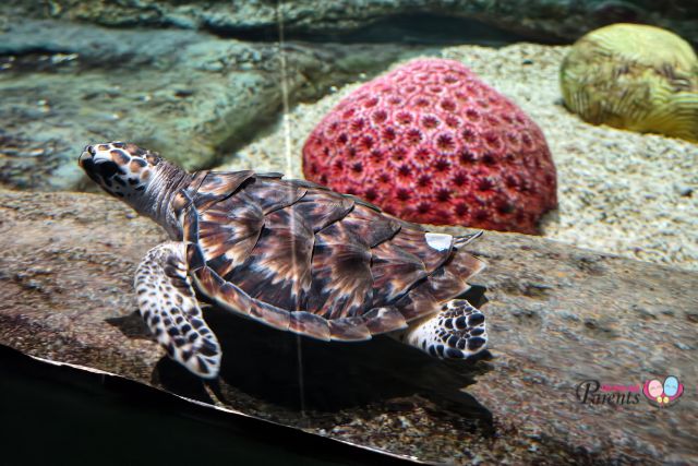 Critically Endangered Hawksbill hatchlings