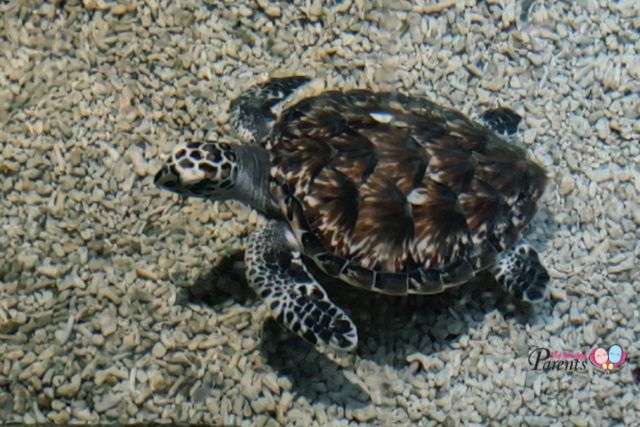 Hawksbill hatchlings SGO