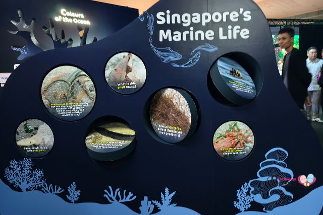 ONE Ocean Singapore's Marine Life