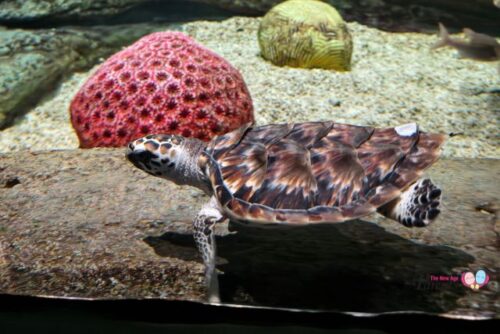 Hatchling Hawksbill Turtles at Singapore Oceanarium