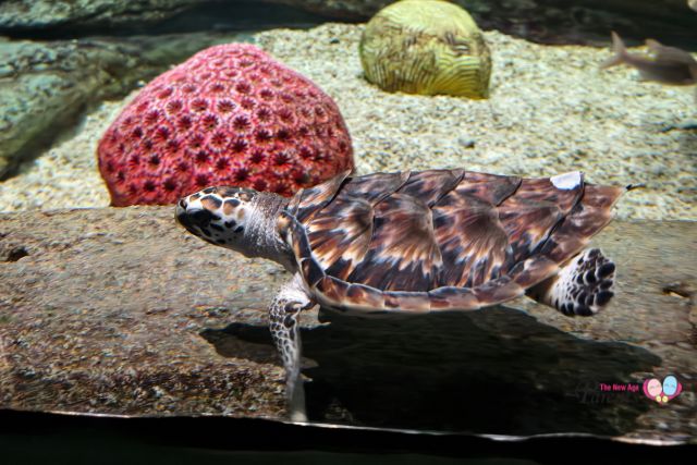 Hatchling Hawksbill Turtles at Singapore Oceanarium