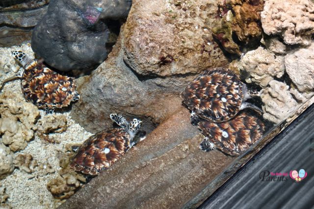 SGO Hawksbill hatchlings