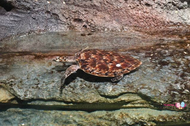 Singapore Oceanarium Hawksbill hatchlings