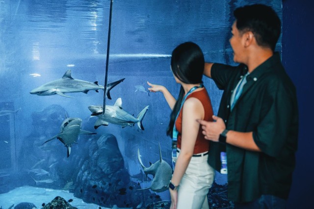 Ocean in Focus Apex Predators SGO