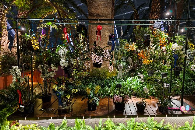 Singapore Orchid Show Flower Dome