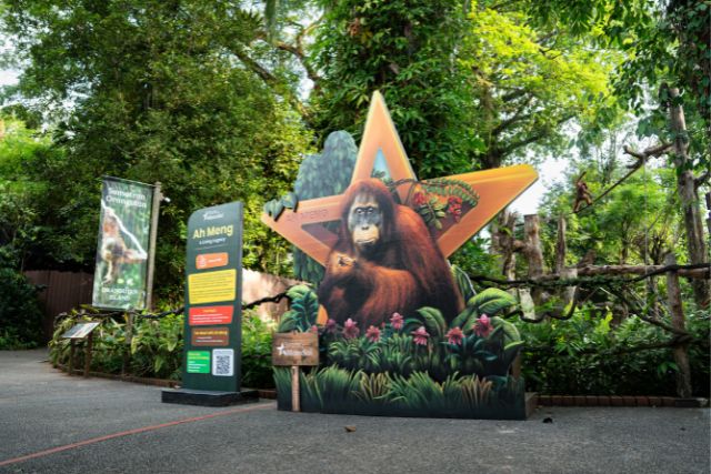 Ah Meng, the Sumataran orangutan, one of the Stars of Mandai
