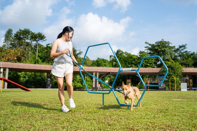 Dog Playground at Mandai Wildlife West