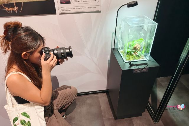 Hidden World Creepy Crawlies of Singapore Live specimen
