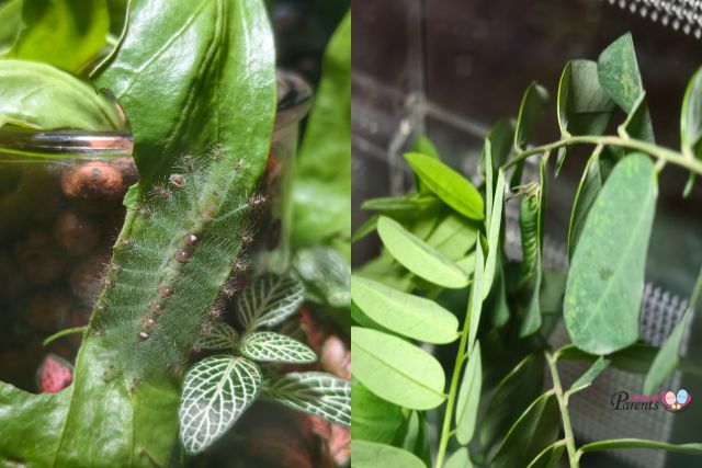 Hidden World Creepy Crawlies of Singapore Live specimens