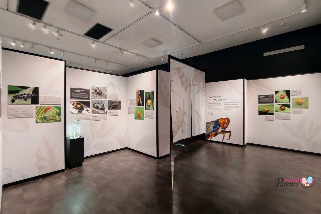 Hidden World Creepy Crawlies of Singapore exhibition