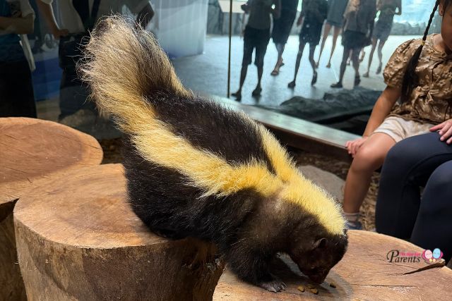 New Hello from the Wild programmes at Singapore Zoo – Porcupine and Skunk edition!
